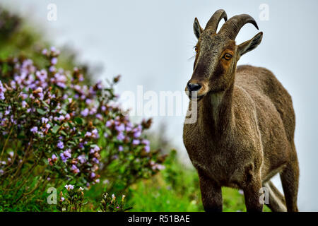 Loving scene of Nilgiri Tahr looking through the blooming bushes of Eravikulam National Park, Munnar, Kerala, India Stock Photo