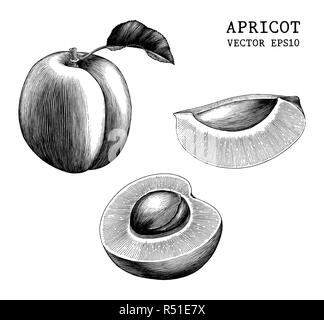 Apricot collection hand draw vintage clip art isolated on white background Stock Vector