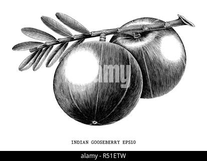 Indian gooseberry fruit vintage engraving illustration isolated on white background Stock Vector