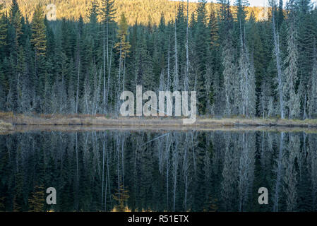 Huff Lake, a bog lake in Kaniksu National Forest, Washington. Stock Photo