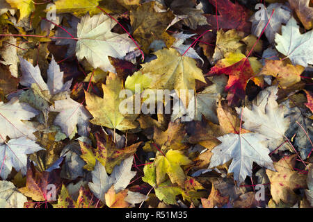 Colorful maple leaves fallen on the forest floor at Stanley Park in Vancouver, Canada Stock Photo