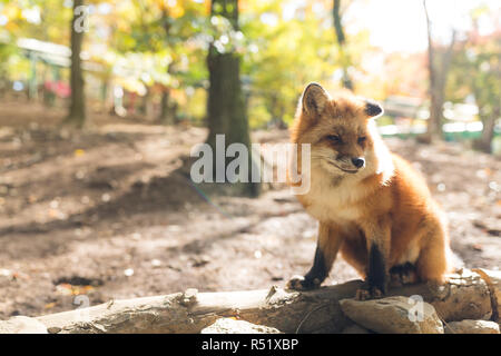 Red Fox in Algonquin Provincial Park in Ontario, Canada Stock Photo - Alamy