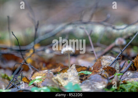 Spinellus fusiger over Mycena mushroom cap near Frome, Somerset UK Stock Photo