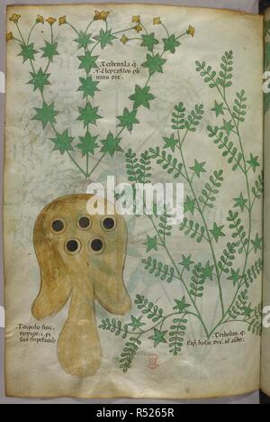 Botanical illustration. Herbal. Italy, N. (Lombardy). Herbal. Italy, N ...