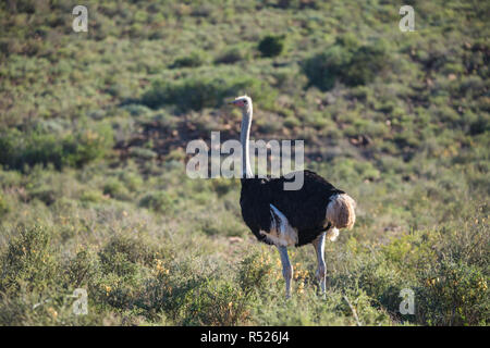 Male Ostrich (Struthio camelus) in profile standing in the wild at Karoo National Park, South Africa Stock Photo