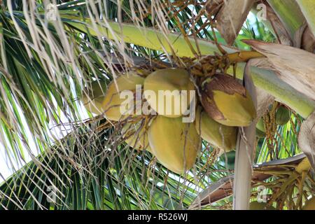 Close up of Coconuts in a Palm Tree Stock Photo