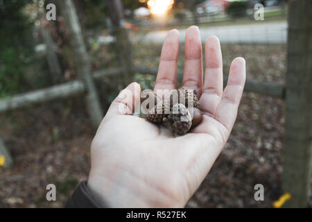 Dried acorns on hand. Fall dry leafs in  background. Stock Photo