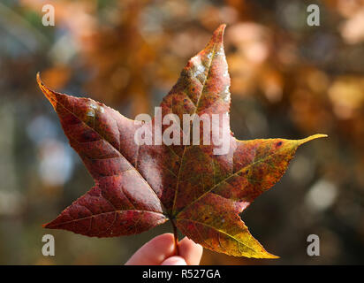 Dried acorns on hand. Fall dry leafs in  background. Stock Photo