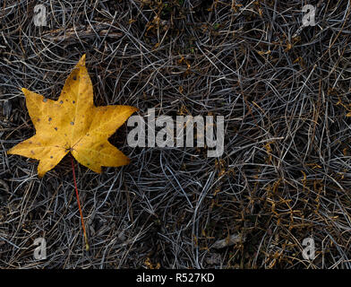 Fall orange dry leaf. Background photo. Cold day at Conroe, Texas. Green grass in the background. Stock Photo