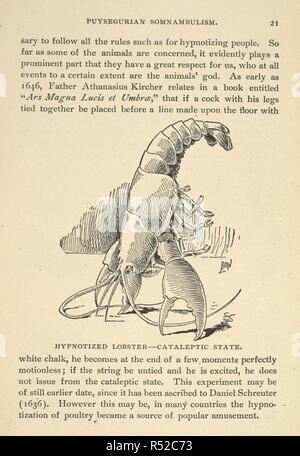 Hypnotised lobster - cataleptic state. Hypnotism. Its facts, theories and related phenomena ... Fourth revised edition. Chicago : C. Sextus, 1896. Source: 7410.dh.20 page 21. Author: Sextus, Carl. Stock Photo