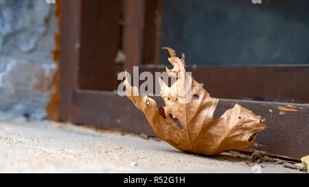 Greece, abstract, autumn, autumnal, background, brown, close, close up, close-up, closeup, color, composition, day, daylight, dry, environment, fall,