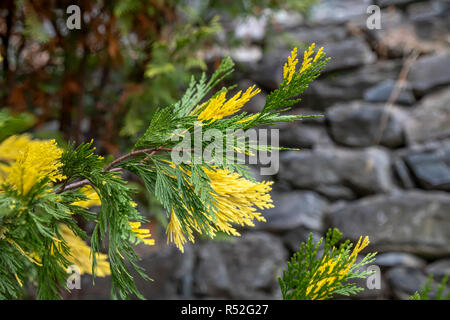 Yellow-green sprigs of Juniperus chinensis Torulosa Variegata close-up. Greece Stock Photo