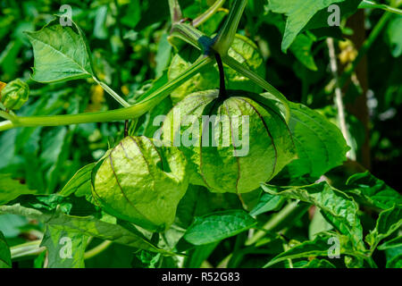 Tomatillos used for making salsa verde growing on the vine Stock Photo