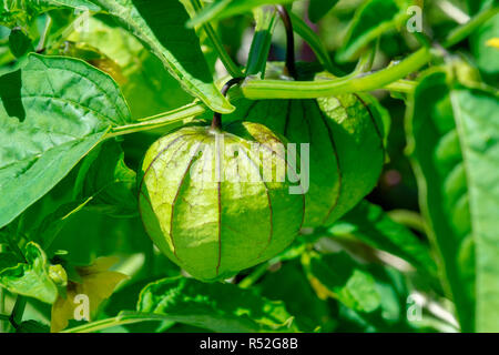 Tomatillos used for making salsa verde growing on the vine Stock Photo