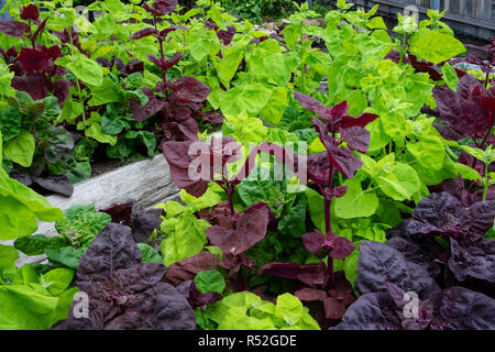 Flourishing red and green orach, atriplex hortensis, sometimes called French spinach or mountain spinach Stock Photo