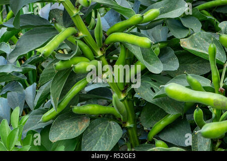 Broad bean pods ready for harvesting Stock Photo