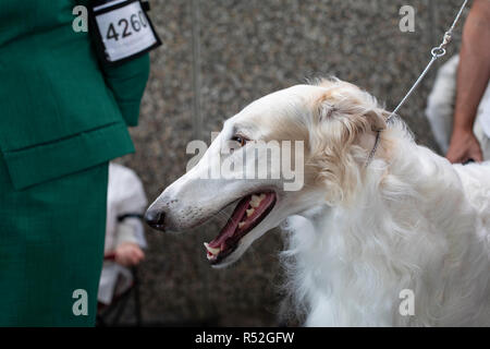 Long haired white Borzoi breed dog on a leash at a dog show, showing his teeth tongue and gums. Stock Photo