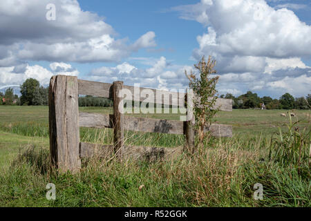 Small old wooden planks, hash fence in a meadow with weeds and a blue cloudy sky. Stock Photo
