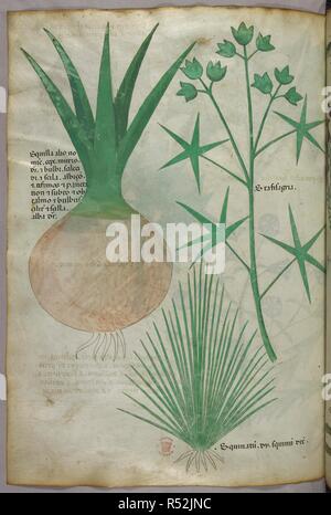Botanical illustration. Herbal. Italy, N. (Lombardy). Herbal. Italy, N ...
