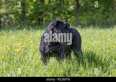 Schnauzer Dog standing at the dandelion meadow Stock Photo