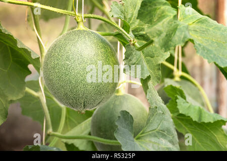 young sprout of green melon plants growing in greenhouse supported by string nets Stock Photo