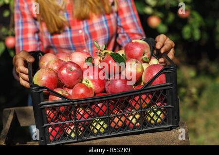 Farmer inspects the fruit after harvest. Box full of ripe apples Stock Photo