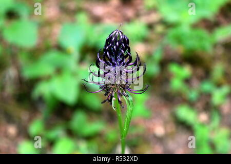 Dark Rampion or Phyteuma ovatum or Black Rampion plant with dark to blackish-violet flower shaped like ball of sharp spikes on green and brown forest Stock Photo