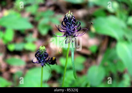 Dark Rampion or Phyteuma ovatum or Black Rampion plants with dark to blackish-violet flowers shaped like ball of sharp spikes with insects flying Stock Photo