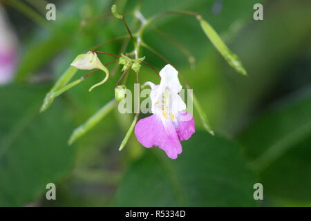 Garden balsam or Impatiens balsamina or Garden jewelweed or Rose balsam or Spotted snapweed or Touch-me-not annual plant with lilac to white flower Stock Photo