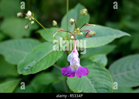 Garden balsam or Impatiens balsamina or Garden jewelweed or Rose balsam or Spotted snapweed or Touch-me-not annual plant with lilac to white flower Stock Photo