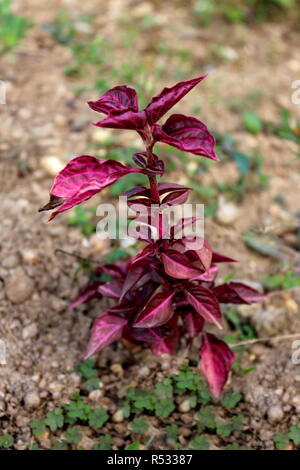 Herbsts bloodleaf or Iresine herbstii or Chicken gizzard or Beefsteak plant or Formosa bloodleaf herbaceous perennial plant with bright red leaves Stock Photo