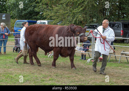 Lincoln Red Bull being led to the show ring by nose ring and flat leather halter by stockman and assistant, stock stick in hand. Stock Photo