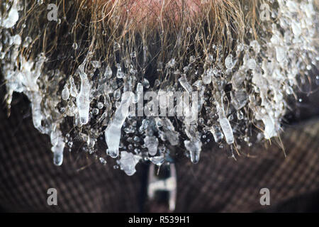 Beard with hanging icicles close up background. Frosty harsh winter concept. Stock Photo