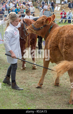Woman handler using show stock stick to positon the ​animal in a better position for a judge to observe. Limousin, beef continental breed. Stock Photo