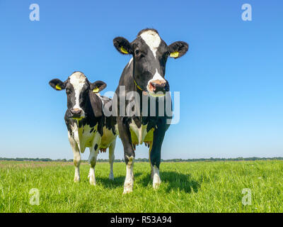 Two black and white cows,frisian holstein, standing in a pasture under a blue sky and a faraway straight horizon. Stock Photo