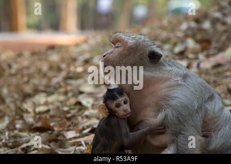 Little monkey Long Tail Macaque embraces his mother, who is sitting with closed eyes. Stock Photo