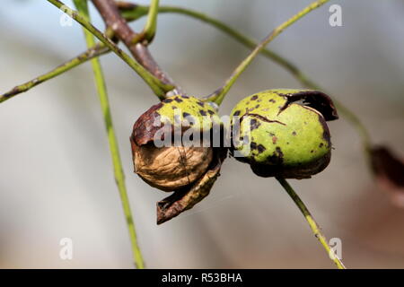 Two common walnuts in growth attached to single branch with visible light brown shell inside green husk in local garden on warm sunny day Stock Photo