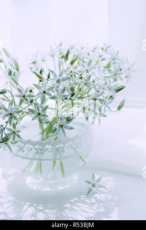 Flowers of the hyacinth family. Delicate white flowers in a vase on the window. Ornithogalum. Stock Photo