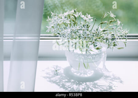 Flowers of the hyacinth family. Delicate white flowers in a vase on the window. Ornithogalum. Stock Photo