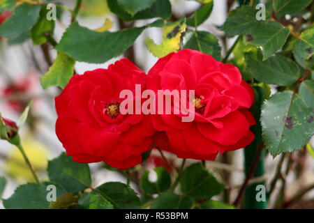 Two fully open blooming red roses with dense petals and yellow center surrounded with dark green leaves on warm summer day Stock Photo