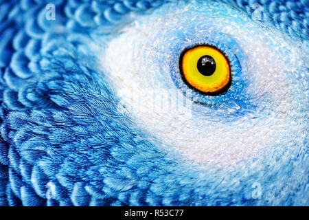 Beautiful parrot eye Stock Photo