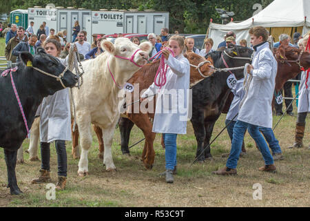 Beef breeds of cattle lined up for judging. Handlers using show stock sticks to position animals in the most advantageous position for the judge to view from the front. Stock Photo