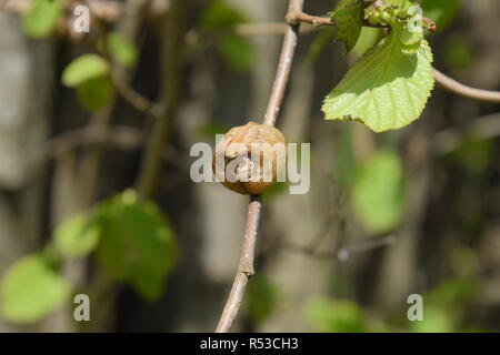 Ootheca mantis on the branches of a tree. The eggs of the insect laid in the cocoon for the winter are laid. Ooteca on a branch of hazelnut Stock Photo