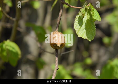 Ootheca mantis on the branches of a tree. The eggs of the insect laid in the cocoon for the winter are laid. Ooteca on a branch of hazelnut Stock Photo
