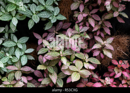 Hypoestes, also known as the polka dot plant, a popular foliage houseplant Stock Photo