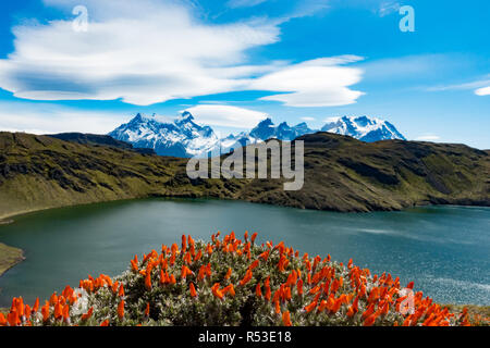 Spectacular views of Torres del Paine from Laguna Honda with Guanaco bush in the foreground, Patagonia, Chile Stock Photo