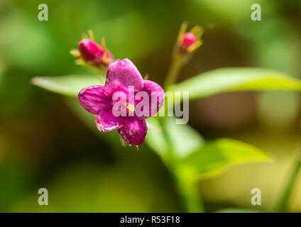 A macro shot of some Jasminum beesianum blossom. Stock Photo