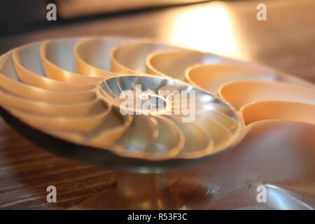 nautilus shell symmetry Fibonacci half cross section spiral golden ratio structure growth close up back lit mother of pearl close up ( pompilius nautilus ) Stock Photo