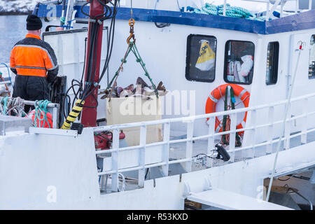 Fisherman unloading his catch of the day the harbor. Container with fresh cod fish lifted with crane Stock Photo