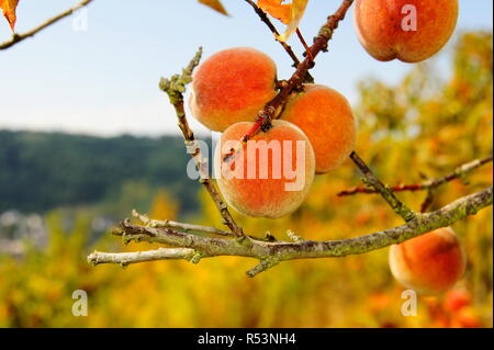 vineyard peaches on the treern Stock Photo
